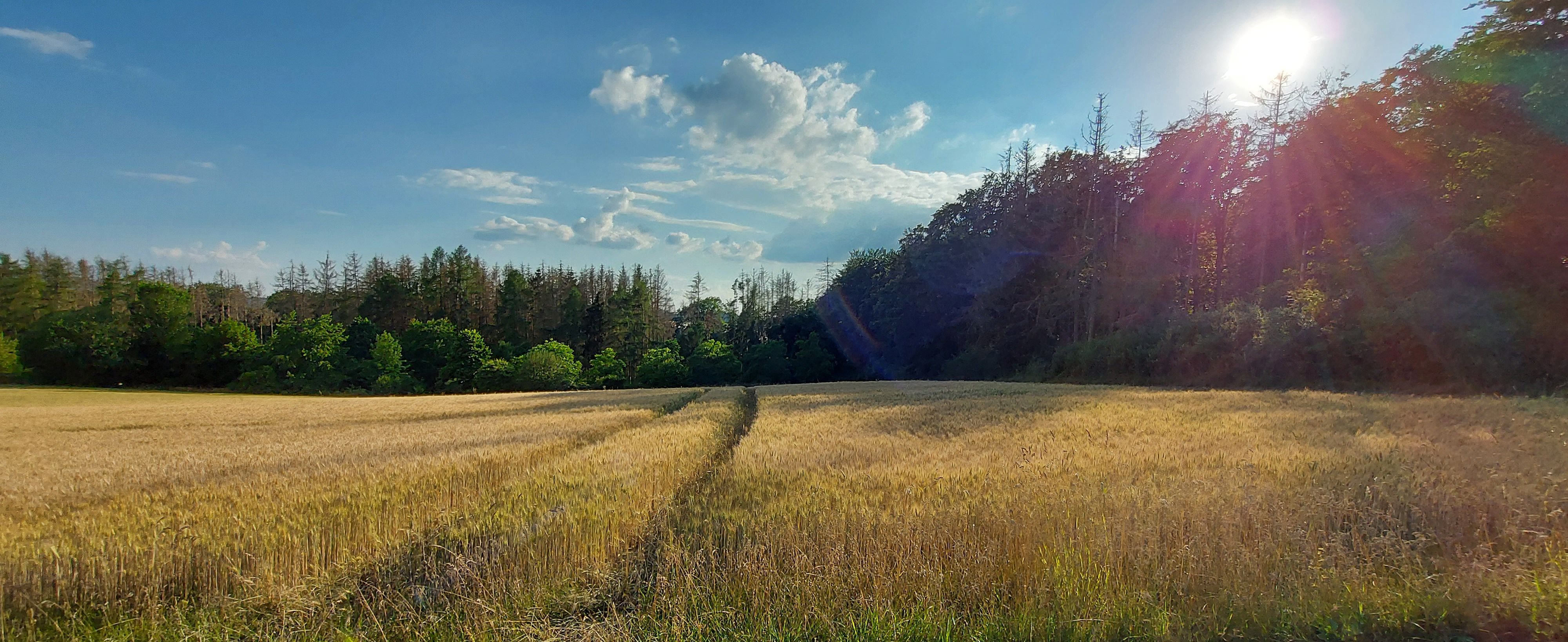 Blick über die Getreidefelder unterhalb des Risselstein bei Taunusstein